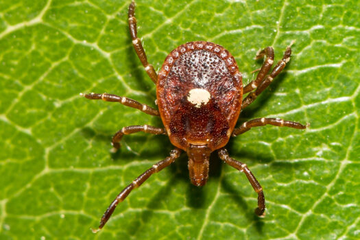ER visits for tick bites on the rise throughout the Midwest